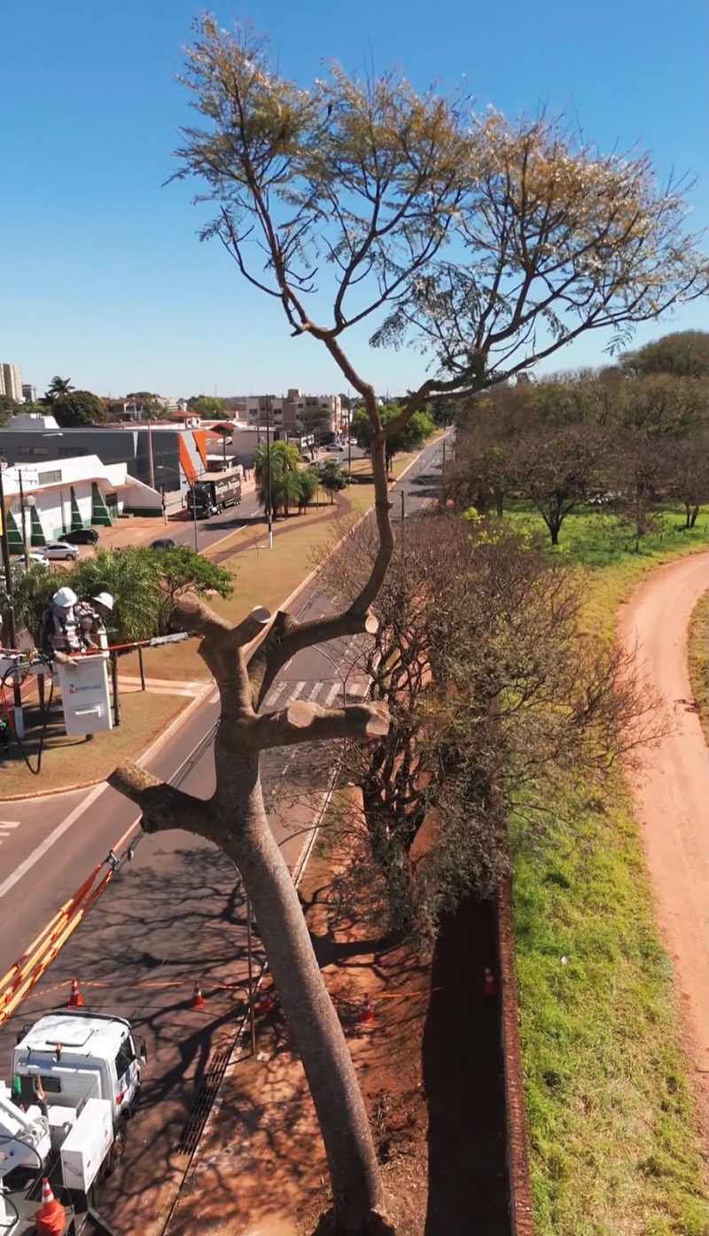 Secretaria de Meio Ambiente realiza poda e manejo de leucena para preservar equilíbrio ambiental